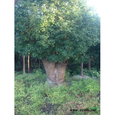 廣玉蘭*新價格/廣玉蘭報價