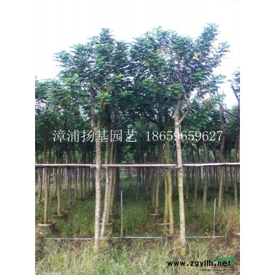 福建漳州大量供應(yīng)各種大小規(guī)格香樟袋苗