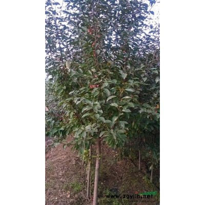 常年供應15-25公分實生銀杏，價格優惠，山東貨源