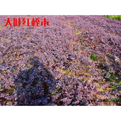 廣玉蘭3供應(yīng)/廣玉蘭3圖片