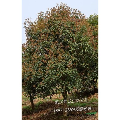 武漢地區廣玉蘭大量供應