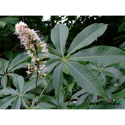 銀杏5圖片\銀杏5報價