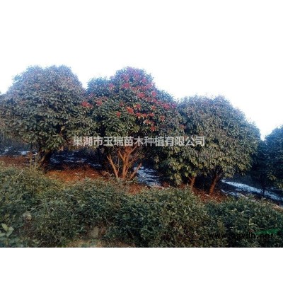 安徽地區(qū)胸徑20至30公分香樟