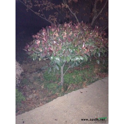 大量供應(yīng)廣玉蘭 、紅葉石楠球及各種綠化苗木