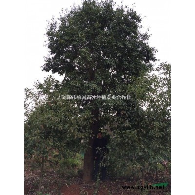 供應(yīng)香樟樹苗，2-50公分香樟樹，移植香樟，移植骨架香樟