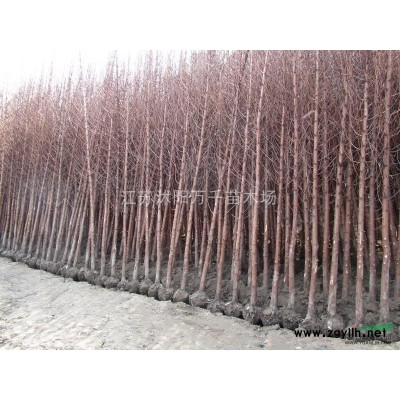 實生銀杏、嫁接銀杏、銀杏苗