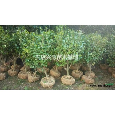 提供骨架樸樹、三角楓、香樟、刺冬青