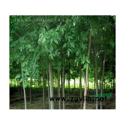 江蘇沭陽基地低價供應批發銀杏 銀杏樹