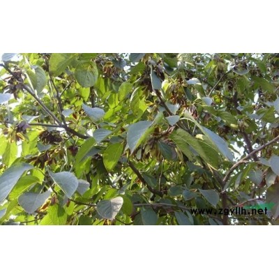 河南廣玉蘭供應 出售河南地區廣玉蘭 河南廣玉蘭行情