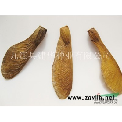 廣玉蘭種子供應/廣玉蘭種子圖片