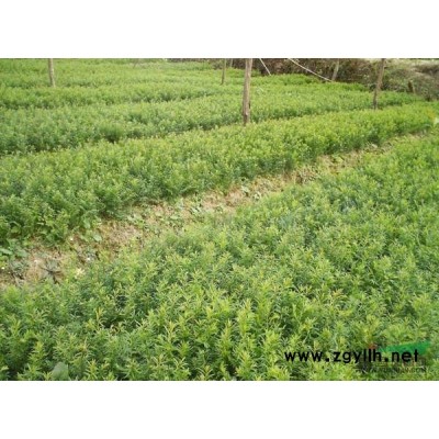 楠木 紅豆杉 桂花 銀杏