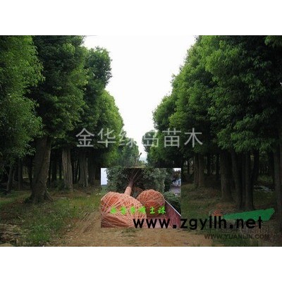 廣玉蘭價格 浙江廣玉蘭價格 5-40公分金華廣玉蘭供應