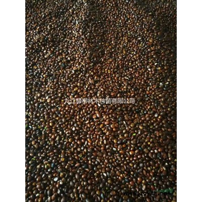 九江林木種子香樟種子價格便宜 江西香樟種子價格走勢 香樟種子