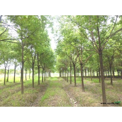 18公分金桂，15公分廣玉蘭  15公分楨楠