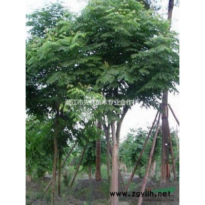 廣玉蘭批發，廣玉蘭價格，廣玉蘭出售