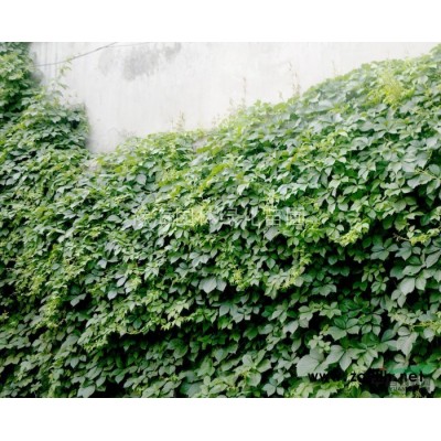 供應銀杏、行道樹、景觀樹、綠化工程苗木