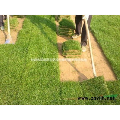 廣玉蘭 句容廣玉蘭 江蘇廣玉蘭