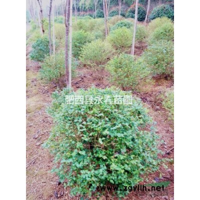 【自產自銷】5-6公分廣玉蘭600棵，各種規格廣玉蘭銷售