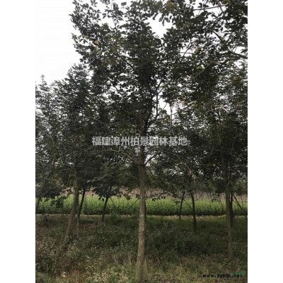 福建香樟骨架及全冠苗哪里好/哪家便宜