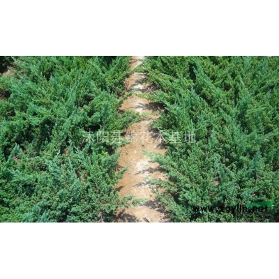 廣玉蘭 白玉蘭 紫玉蘭報價基地批發/價格供應