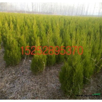 供應香樟 桂花 廣玉蘭樹苗工程苗