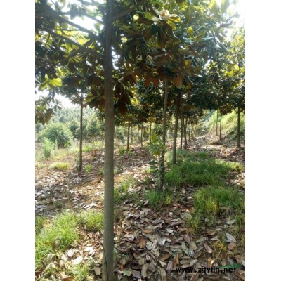 大量供應(yīng)4-6公分的香樟樹(shù)