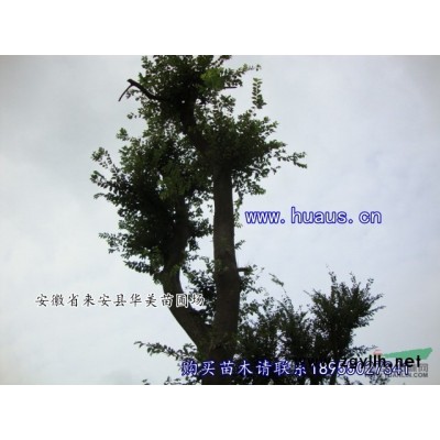 一萬棵嫁接廣玉蘭小苗