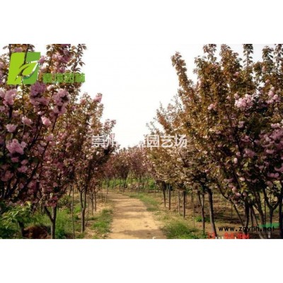 成都郫縣溫江崇州長期低價供應香樟等喬灌木