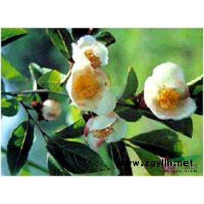 銀杏種子報價/江西銀杏種子報價