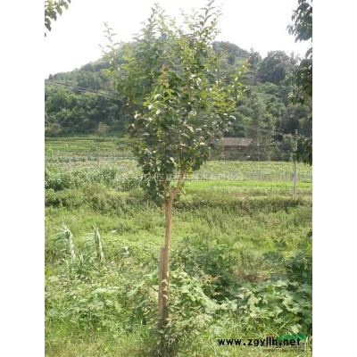 桂花、銀杏、香樟、海桐球、木芙蓉、等綠化苗木