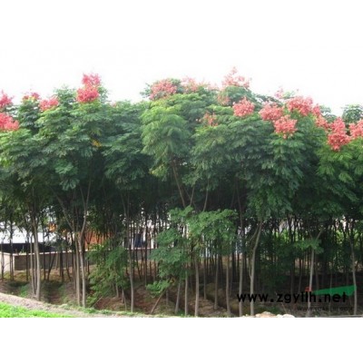 福建香樟，福建香樟采購(gòu)中心，福建香樟規(guī)格*，福建香樟批發(fā)