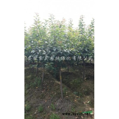 香樟報價/安徽香樟報價