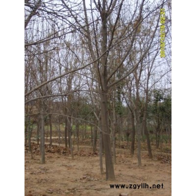 供應5-35公分河南廣玉蘭