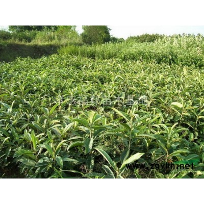 如何讓銀杏樹*的成活率