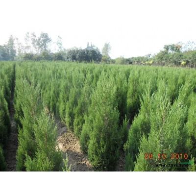 南京廣玉蘭1公分到20公分價格