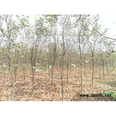 廣玉蘭供應/廣玉蘭圖片