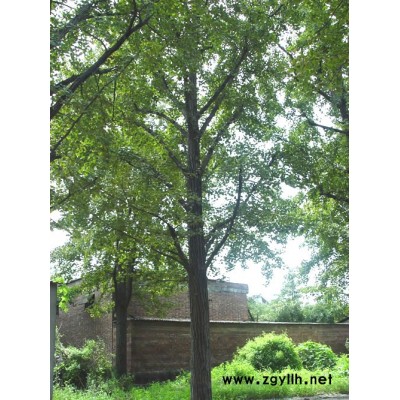 40cm---60cm高 銀杏小苗