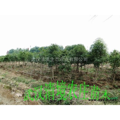 大量供應香樟、桂花、杜英、合歡、櫻花、廣玉蘭等20種苗木