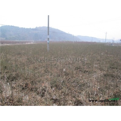 小香樟*新價格/小香樟報價