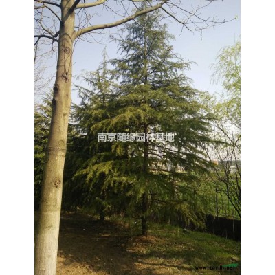 南京廣玉蘭4-20公分特價處理