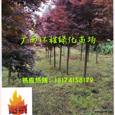 廣西叢生香樟新價格多少 熟苗叢生香樟