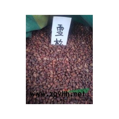 春季種植小苗好時機 廣玉蘭小苗1.5-2公分