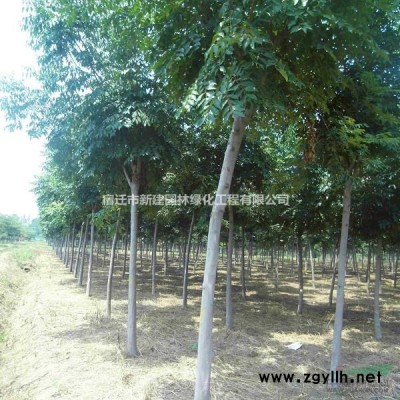 香樟、無患子、桂花、欒樹、蜀檜、紫薇、廣玉蘭、合歡