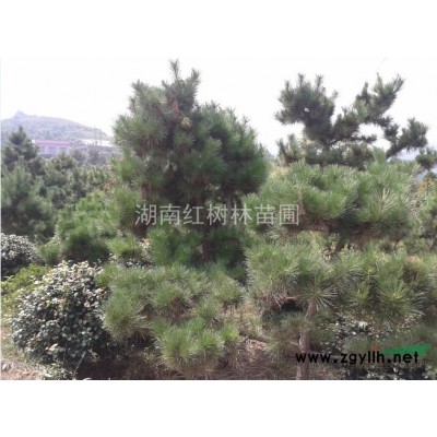 銀杏、湖南銀杏、銀杏基地、銀杏價格