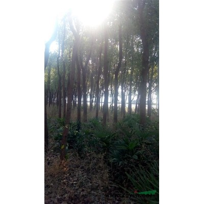 請地處理，香樟，桂花，含笑，乳源木蓮，銀杏，4-30公分