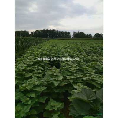 供應各規格楸樹、金絲楸、國槐、欒樹、香樟、垂柳