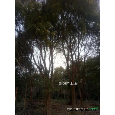 大量供應(yīng)各種規(guī)格的，香樟，廣玉蘭，女貞，無患子等