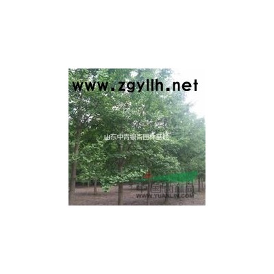 山東銀杏/銀杏樹價格/銀杏苗木/中青銀杏基地