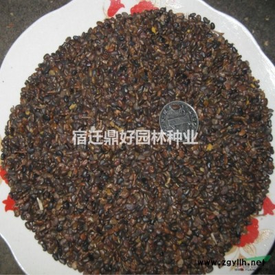 新采玉蘭種子價格 紅玉蘭子玉蘭黃玉蘭白玉蘭廣玉蘭種子 包發芽