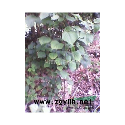 2015*新銀杏樹價格/銀杏樹報價